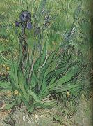 The Iris (nn04), Vincent Van Gogh